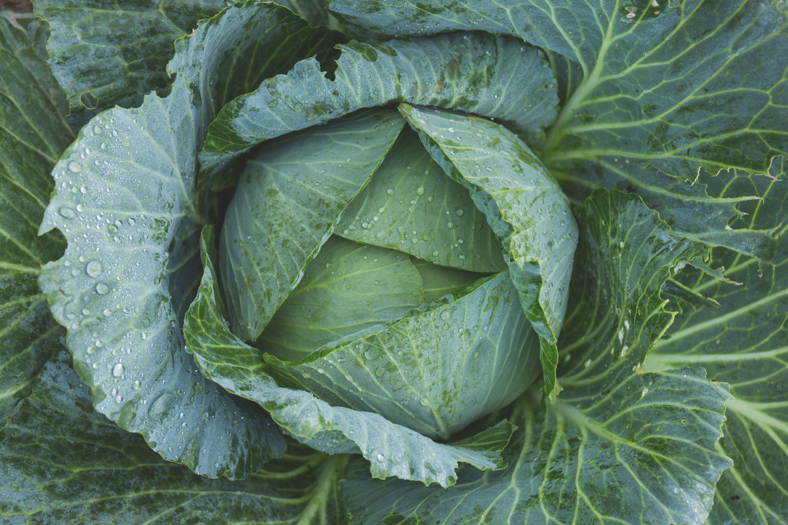 Dew-covered cabbage leaves