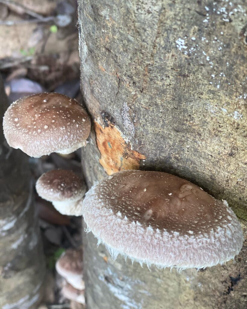 Mushrooms growing on wood at the retreat