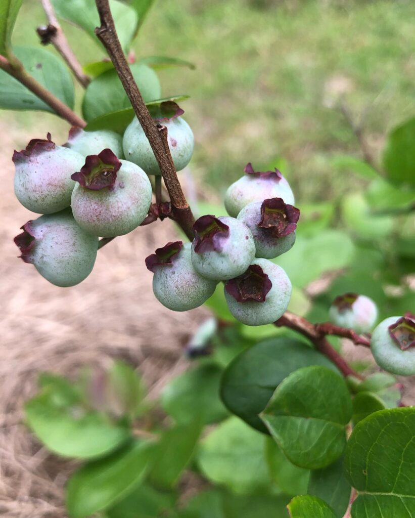 Unripe blueberries growing on a branch