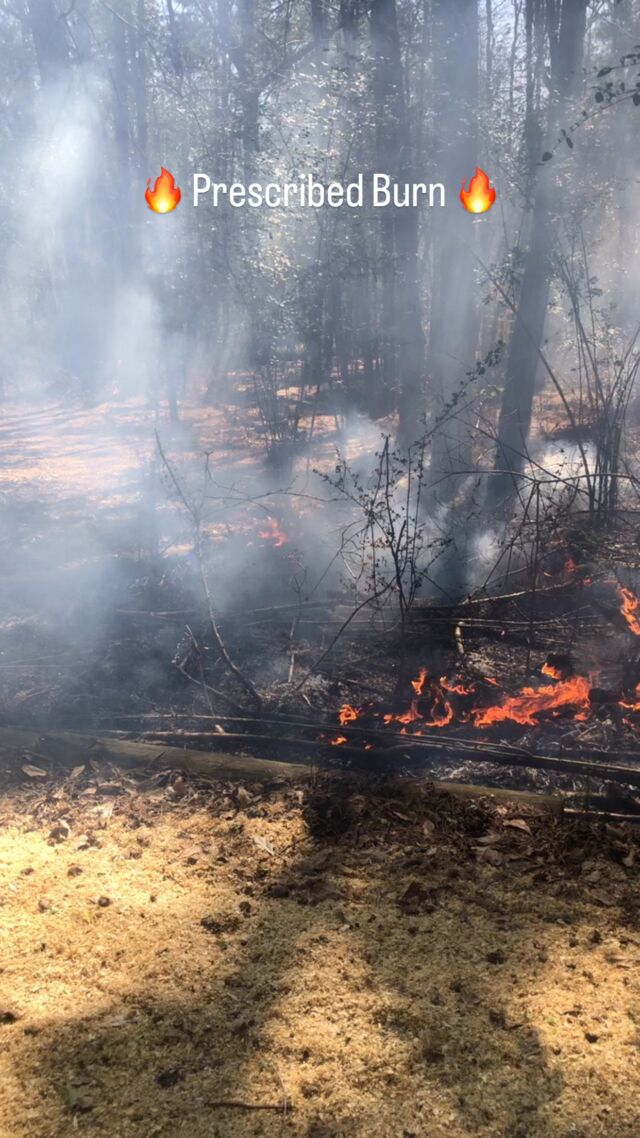 Smoke and small flames in a woodland prescribed burn